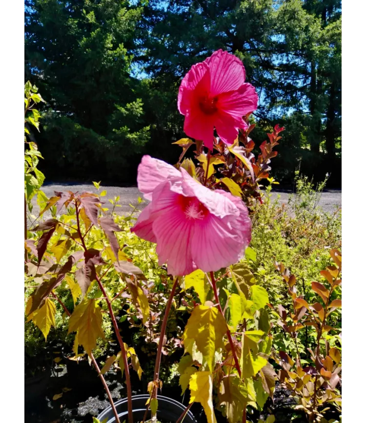 Hibiscus moscheutos