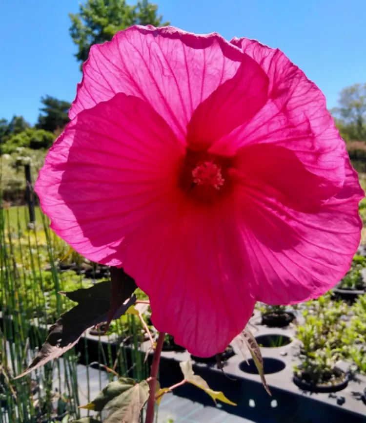 Hibiscus moscheutos