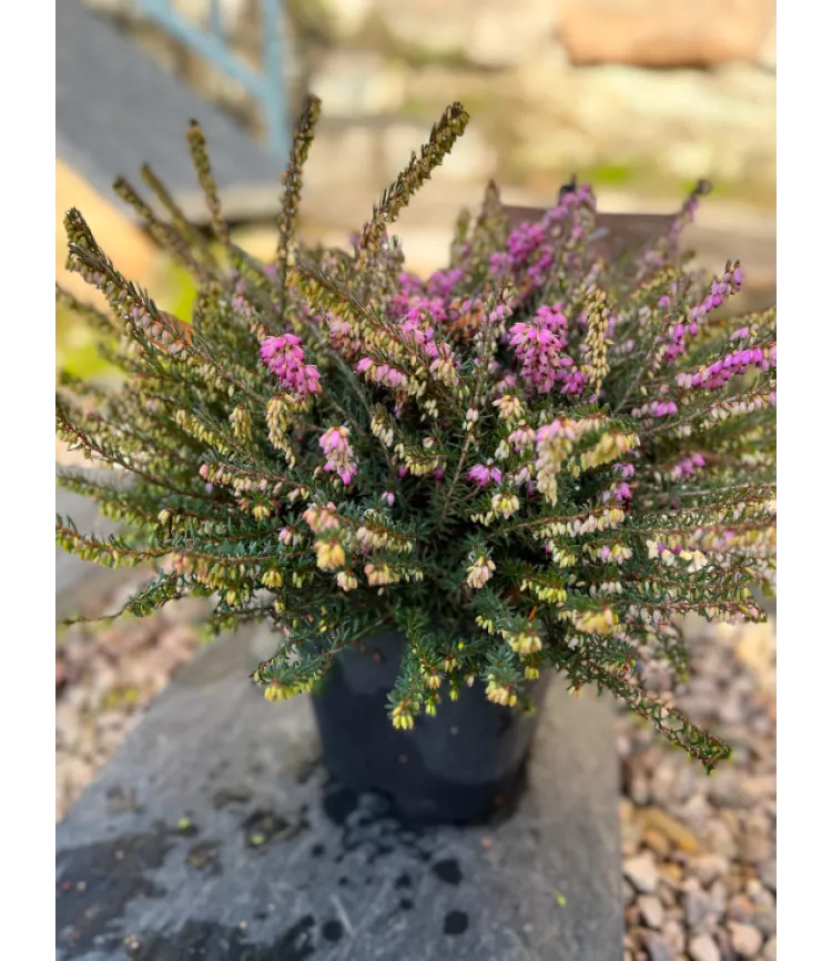 Erica x darleyensis