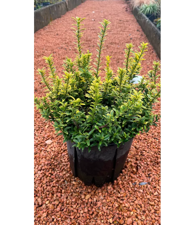 Euonymus pulchellus Aureovariegatus