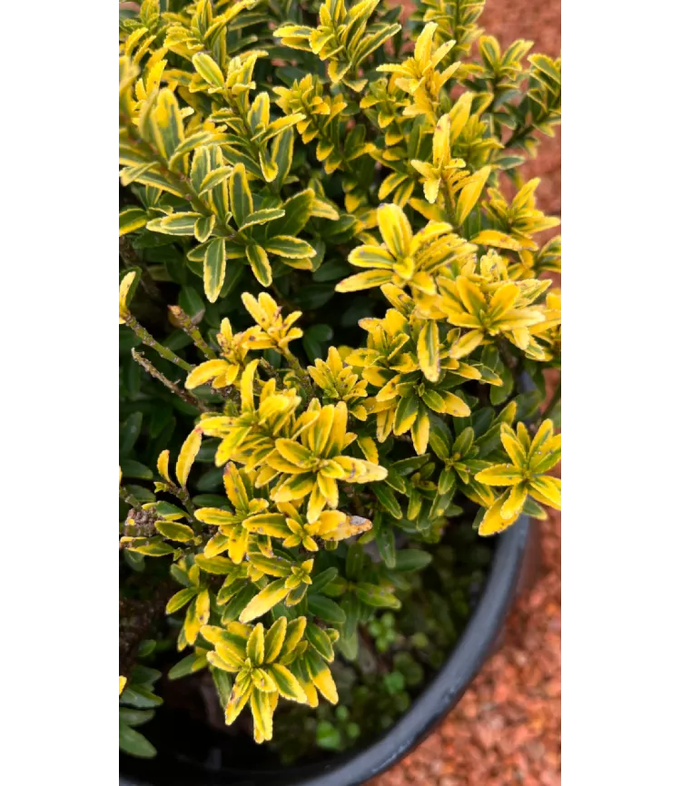 Euonymus pulchellus Aureovariegatus