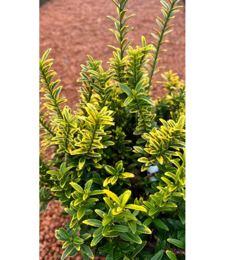 Euonymus pulchellus Aureovariegatus