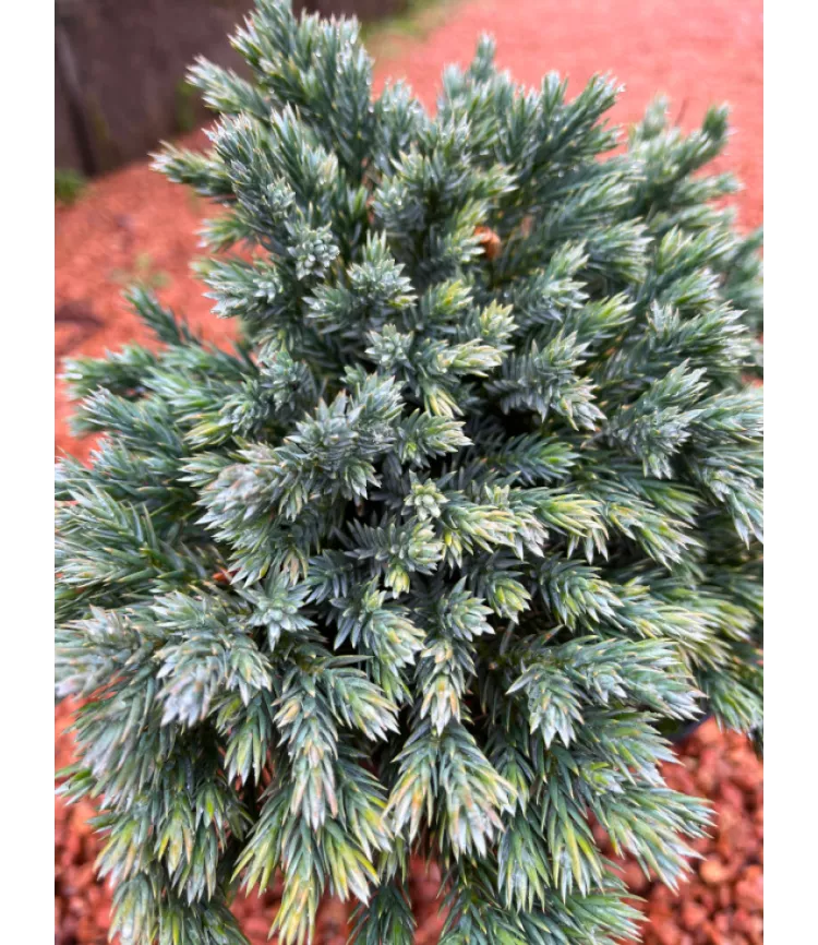 Juniperus squamata 'Bleu Star'