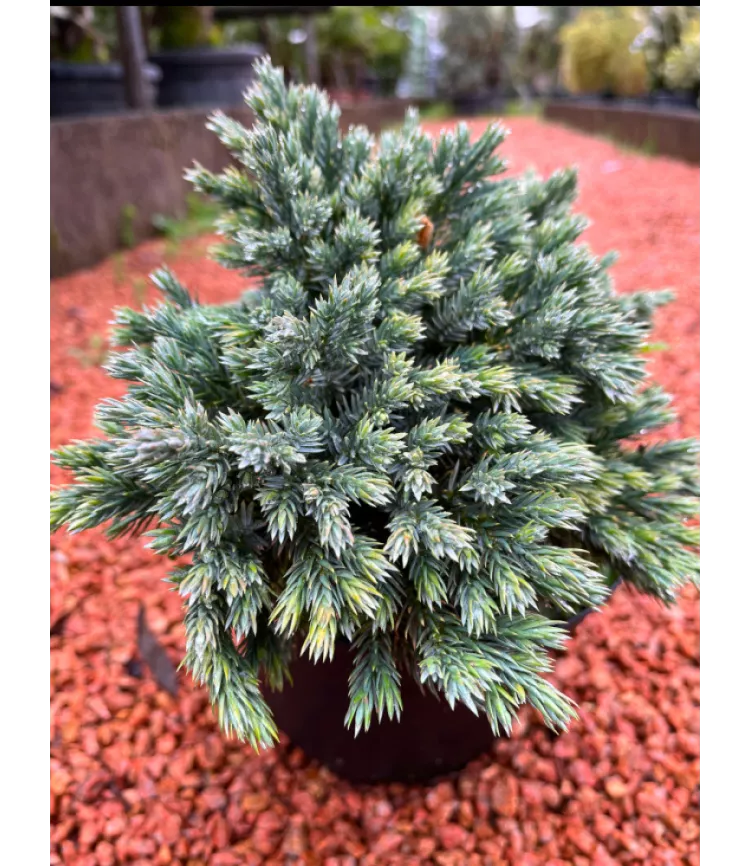 Juniperus squamata 'Bleu Star'