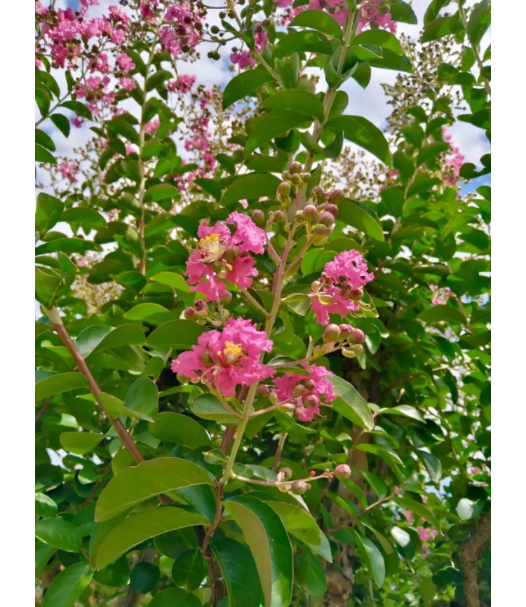 Lagerstroemia indica, Lilas des Indes