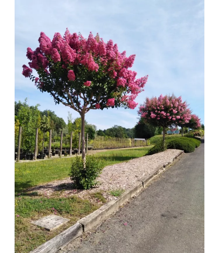 Lagerstroemia indica, Lilas des Indes