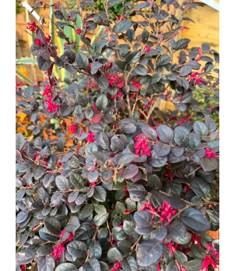 Loropetalum chinense 'Pipa's Red'