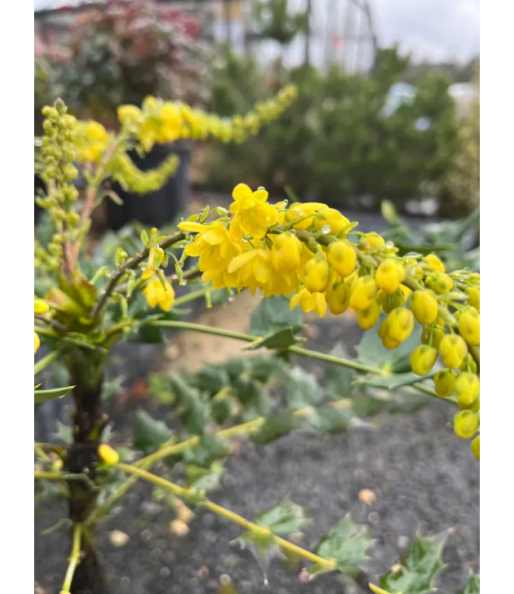Mahonia x media Winter Sun