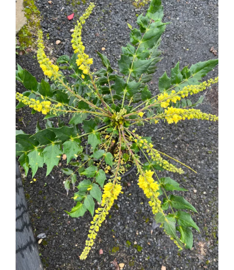 Mahonia x media Winter Sun