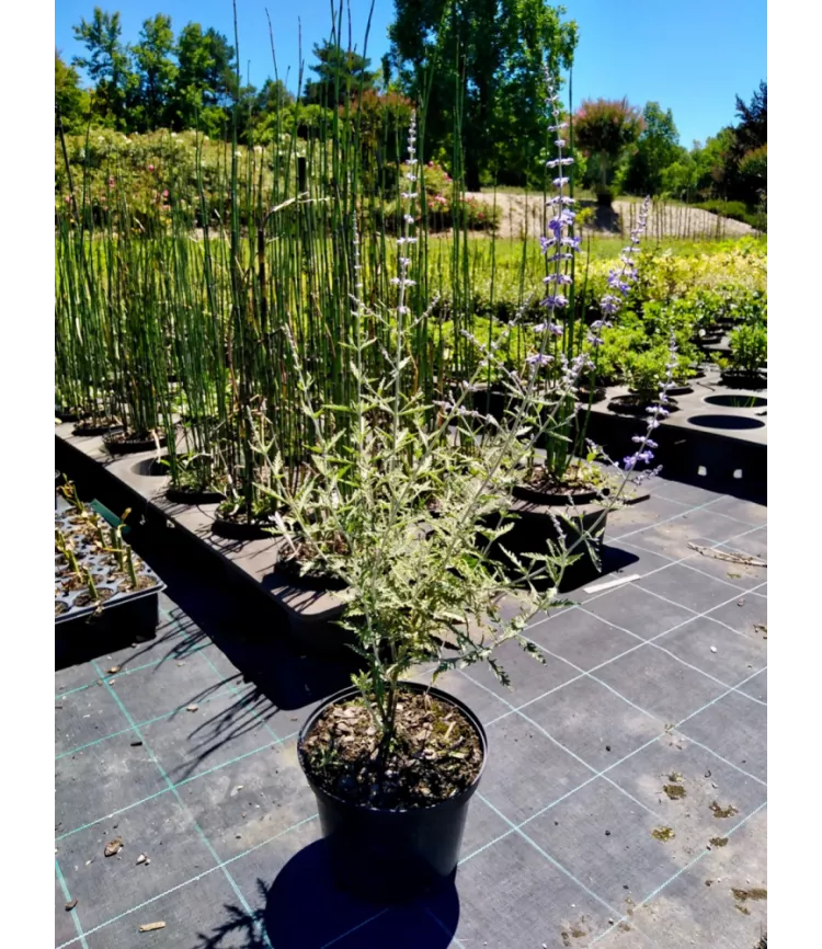 Perovskia atriplicifolia 'Blue Spire'