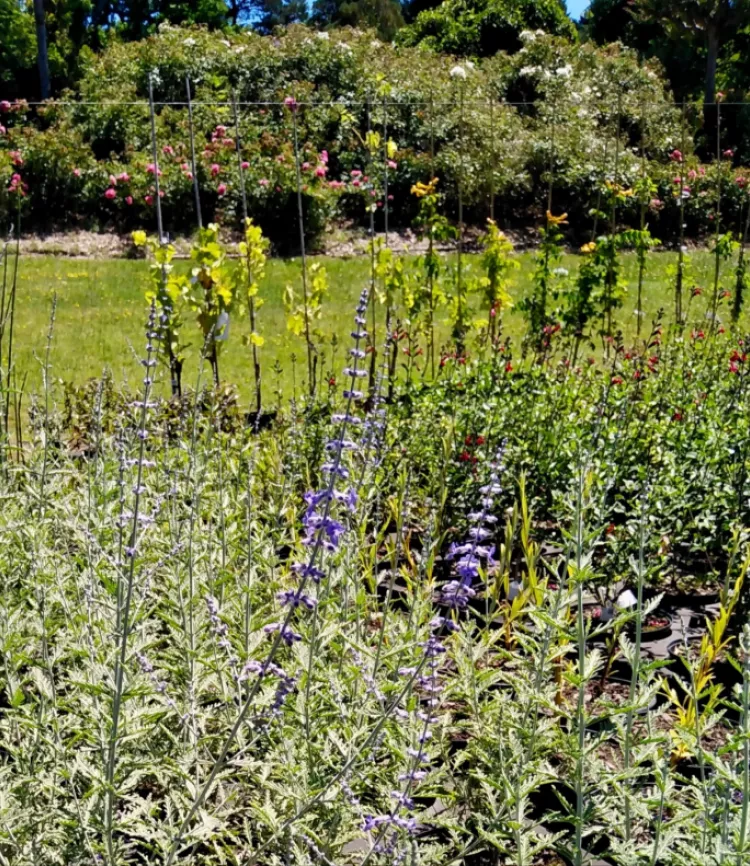 Perovskia atriplicifolia 'Blue Spire'
