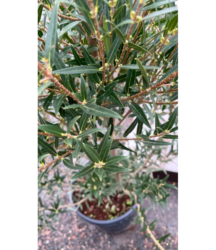 Phillyrea angustifolia