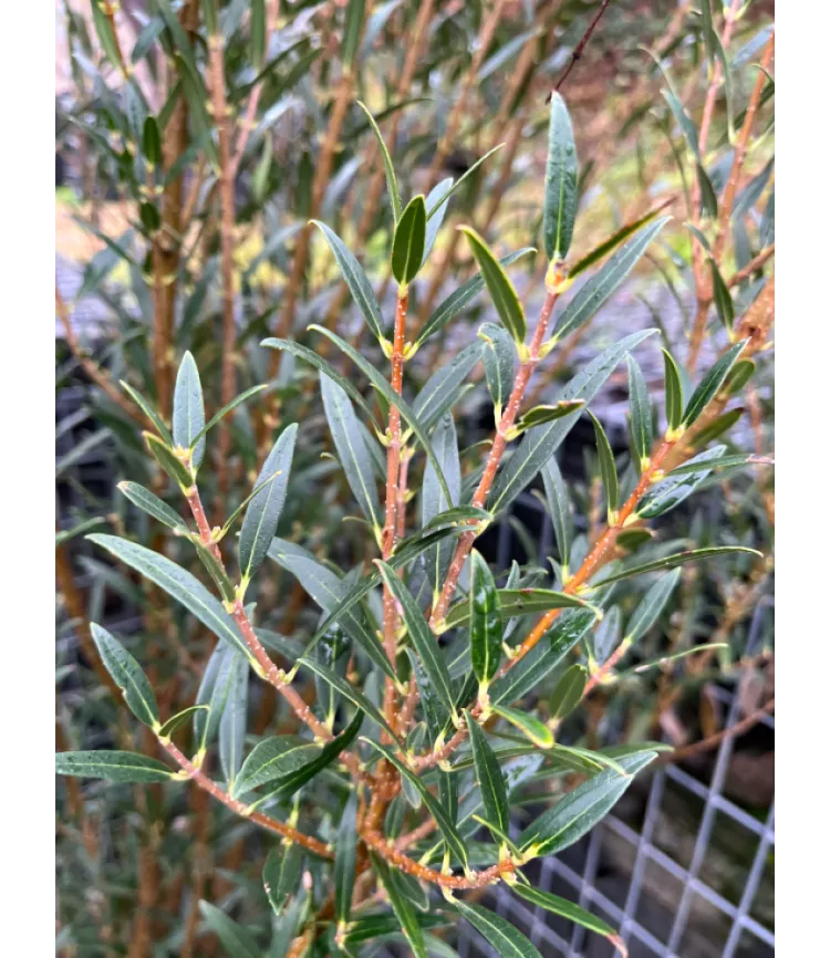 Phillyrea angustifolia