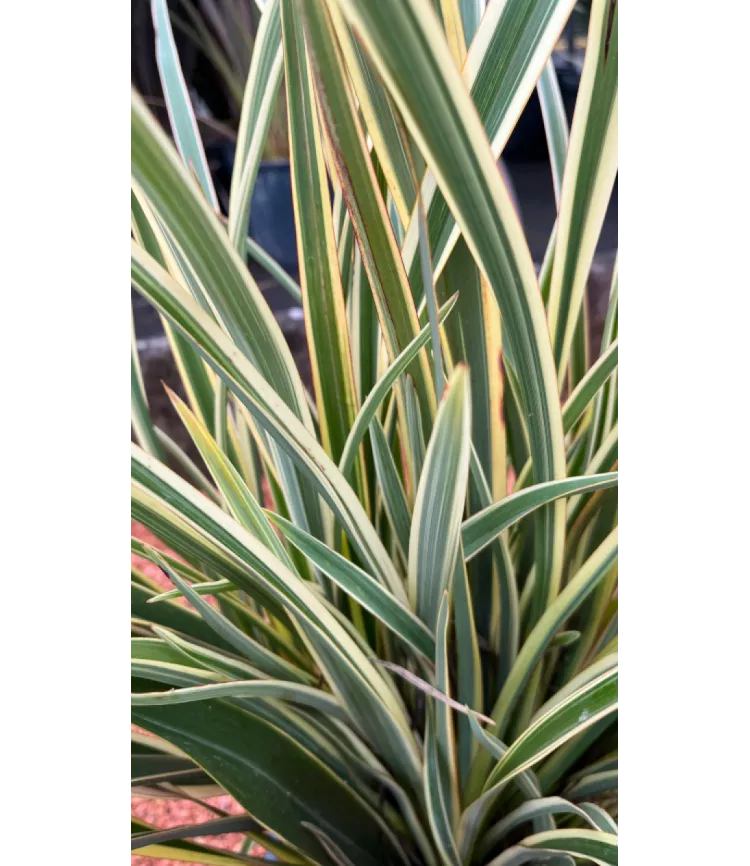 Phormium tenax variegatum