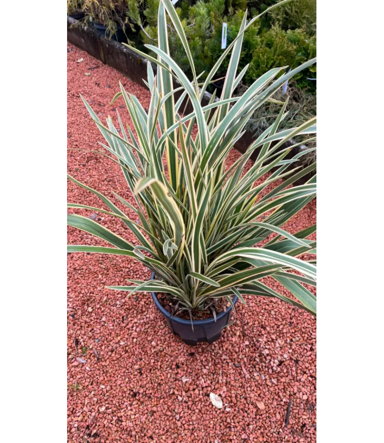 Phormium tenax variegatum