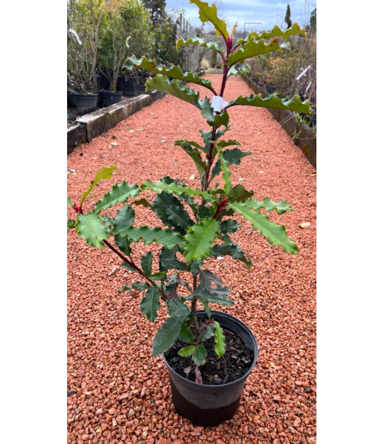 Photinia serratifolia 'Crunchy' &reg;