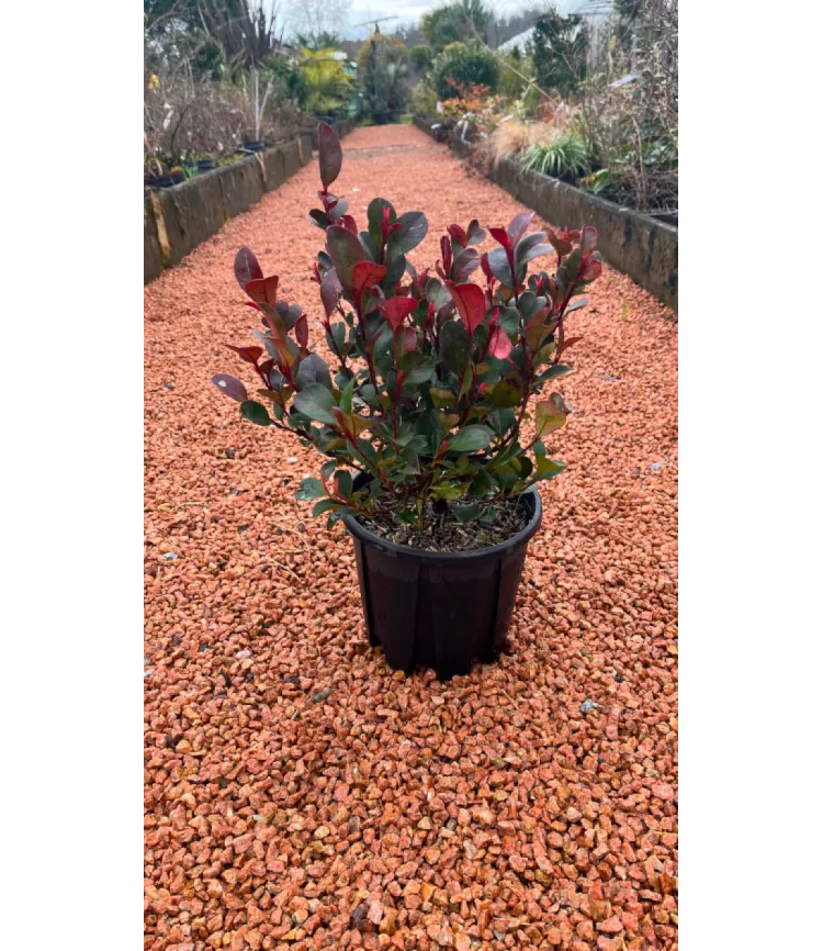Photinia x fraseri Nana