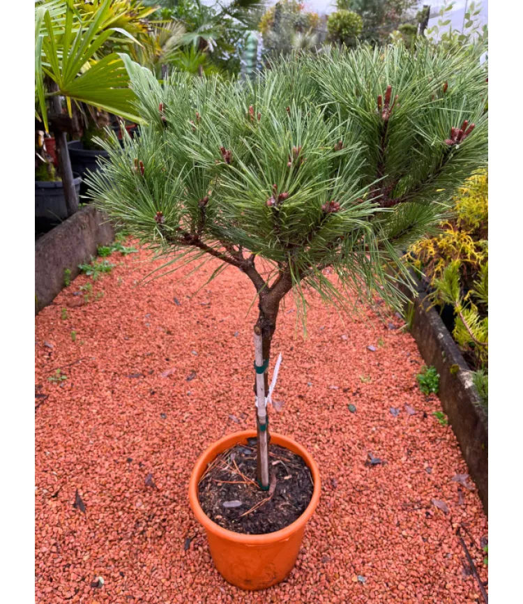 Pinus nigra Pierrick Bregeon