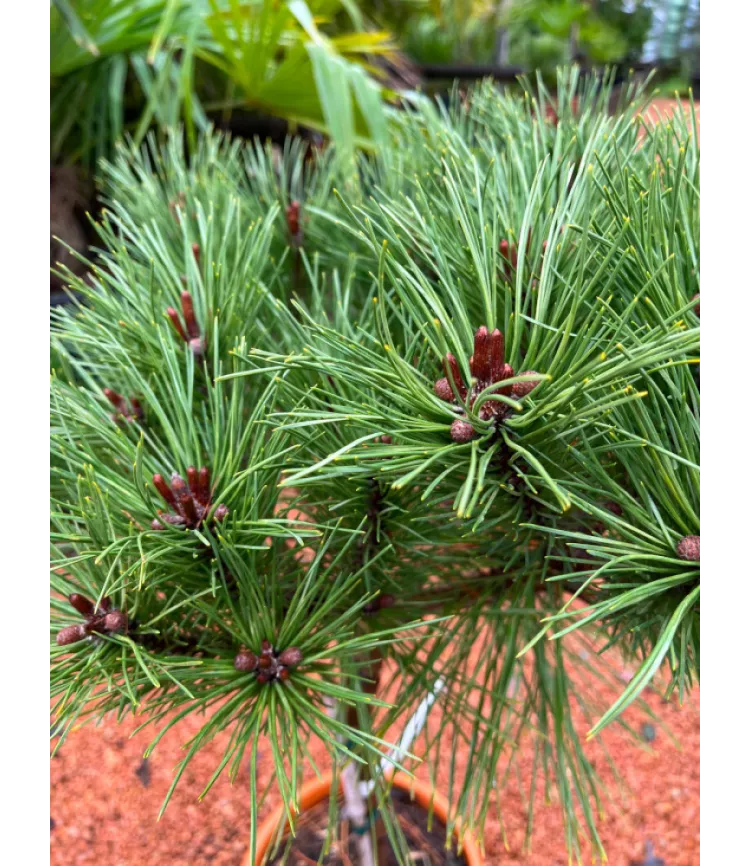 Pinus nigra Pierrick Bregeon