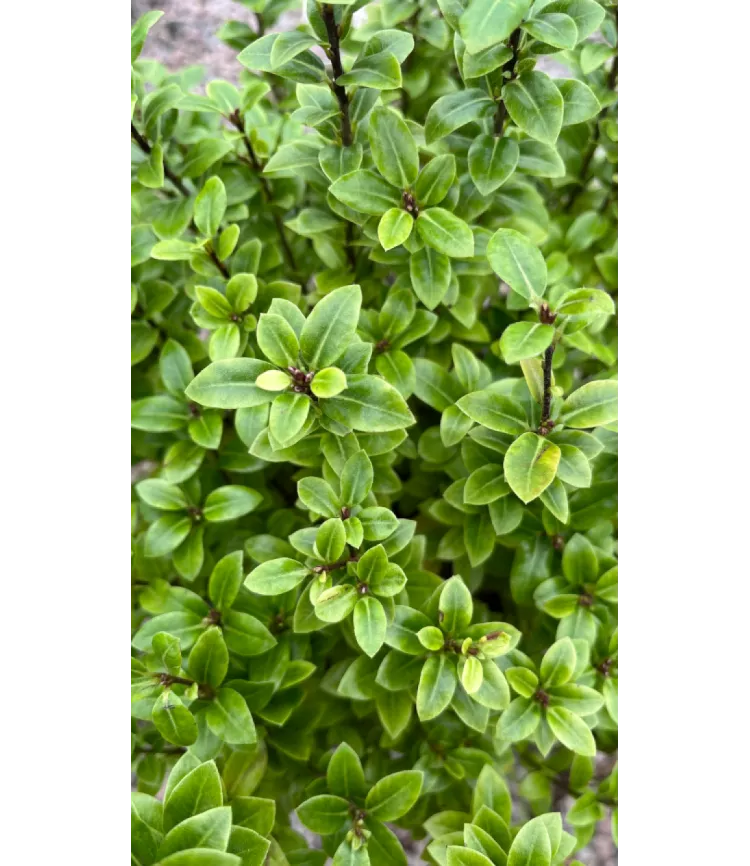 Pittosporum Golf Ball