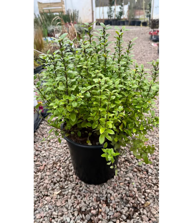 Pittosporum Golf Ball