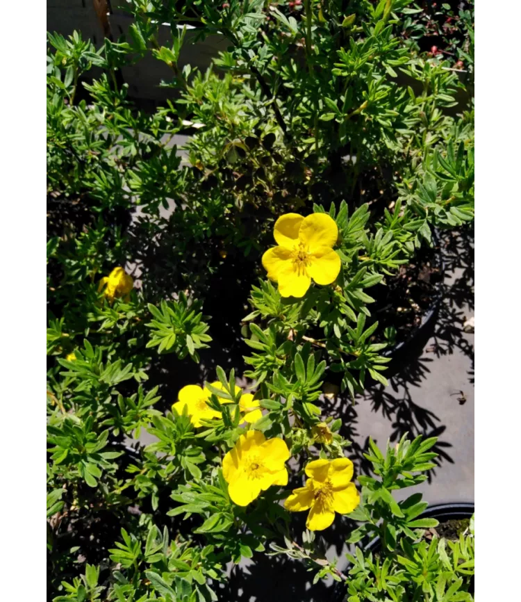 Potentilla fruticosa