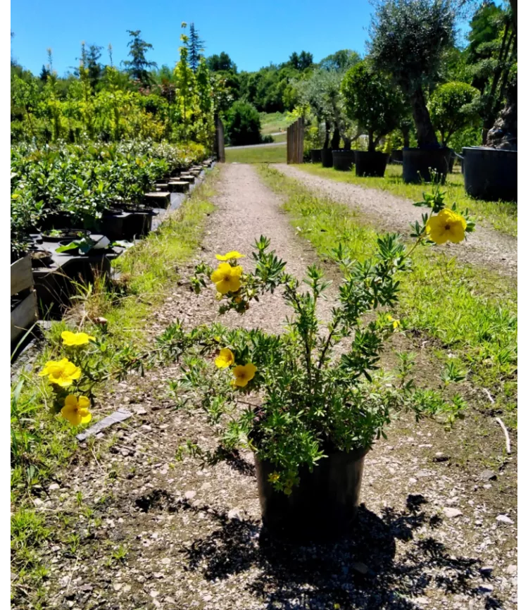 Potentilla fruticosa