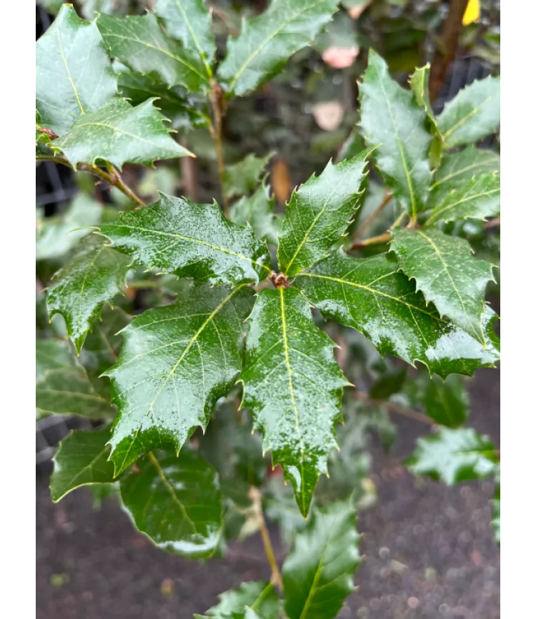 Quercus Rotondifolia