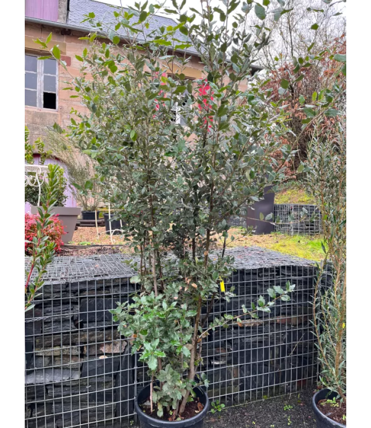 Quercus Rotondifolia