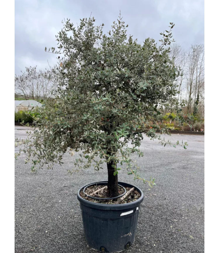 Quercus Rotondifolia