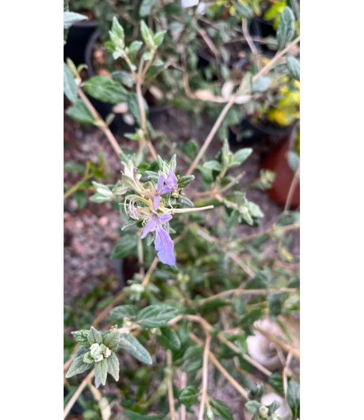 Teucrium fructicans