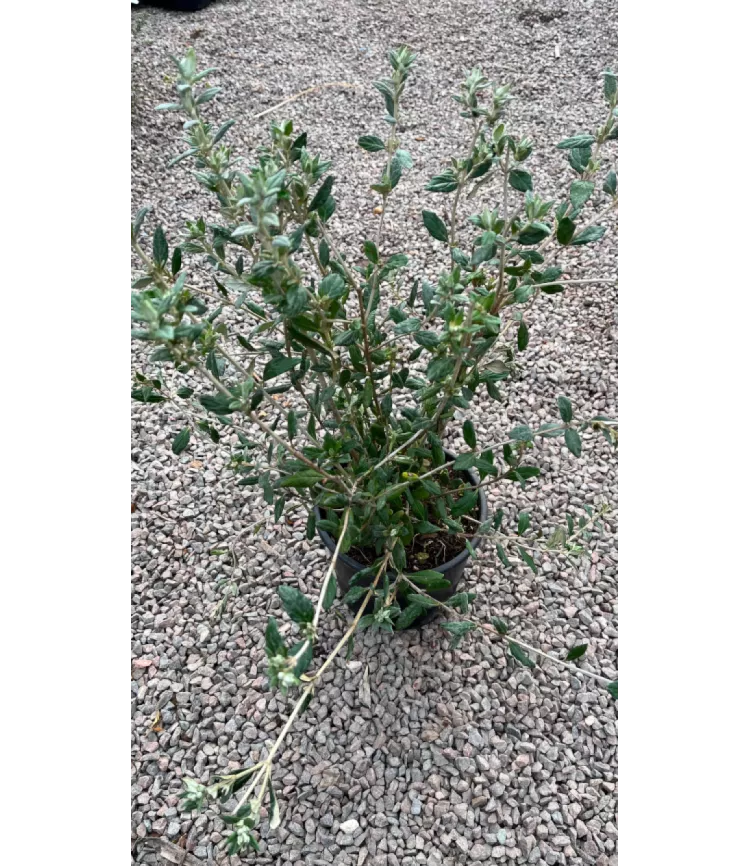 Teucrium fructicans
