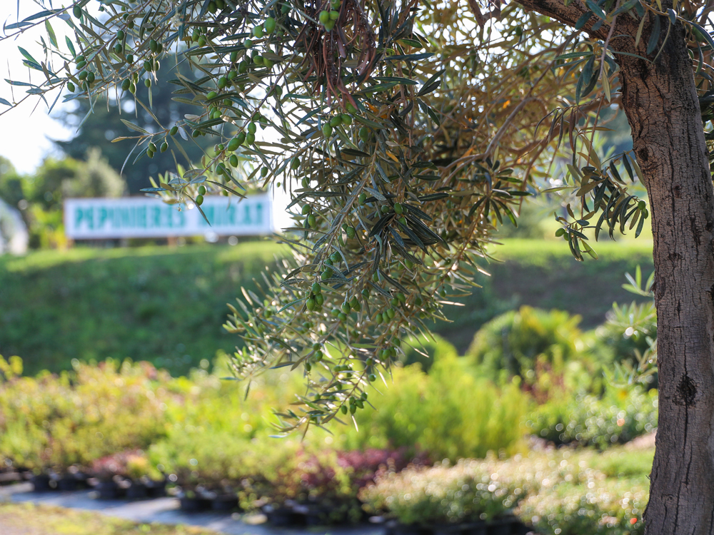 Pépinières Mirat à Uassac Olivier des Pépinières Mirat à Ussac