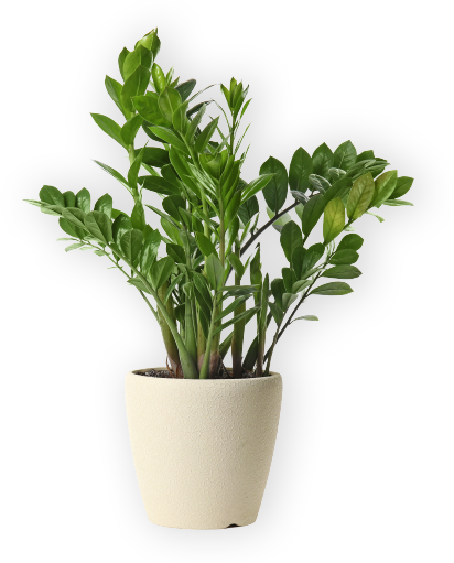 Le jardinage facile avec la pépinière Mirat.