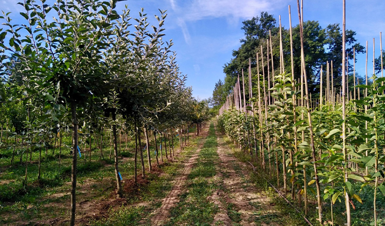 Producteurs d’arbres fruitiers